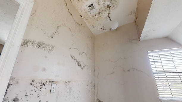 Best Environmental Consulting for Mold Prevention  in Lake Panasoffkee, FL