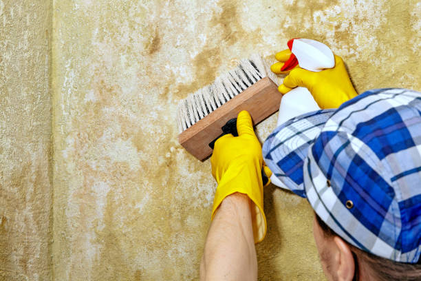  Lake Panasoffkee, FL Mold Removal Pros