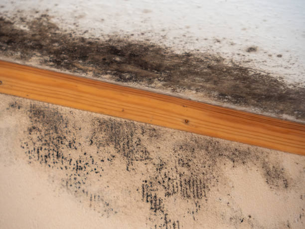 Environmental Consulting for Mold Prevention in Lake Panasoffkee, FL