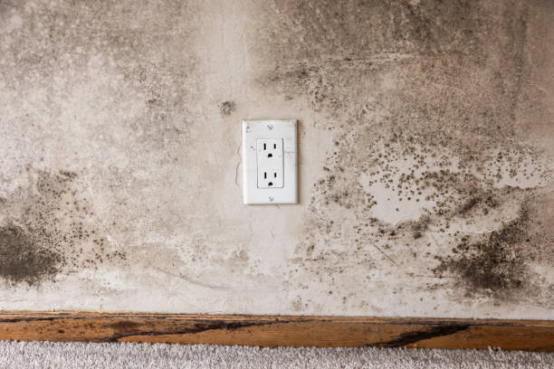 Mold Remediation for Rental Properties in Lake Panasoffkee, FL