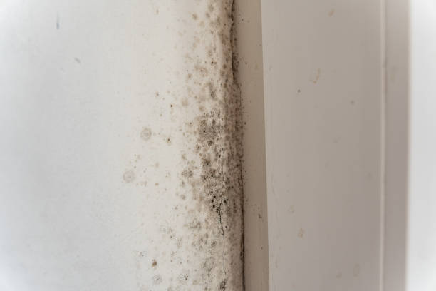 Best Mold Odor Removal Services  in Lake Panasoffkee, FL