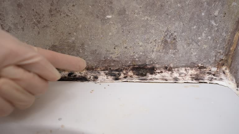 Forensic Mold Investigation in Lake Panasoffkee, FL